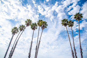 Obraz premium Palm Trees in California Skies
