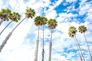 Palm Trees in California Skies