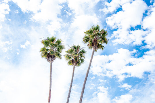 Palm Trees in California Skies