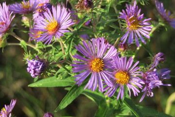 Aster flowers