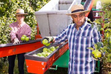 Latino worker picks and sorts ripe apples on a sorting machine in the garden