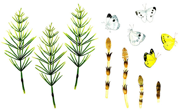 モンキチョウ の画像 535 件の Stock 写真 ベクターおよびビデオ Adobe Stock モンキチョウ の画像 535 件の Stock 写真 ベクターおよびビデオ Adobe Stock