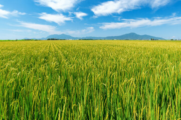 【新潟県新潟市】越後平野の水田と弥彦山、角田山