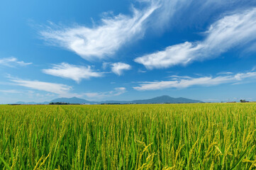 【新潟県新潟市】越後平野の水田と弥彦山、角田山