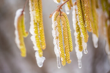 Young male catkins of Corylus avellana, Common hazel on the branches of tree near Female flower. covered with ice and snow after spring frosts. Snowfall in spring. Frost destroyed the crop of nuts.