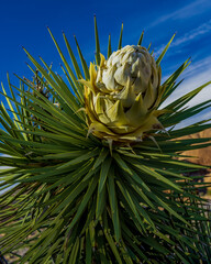 Joshua Tree Bloom