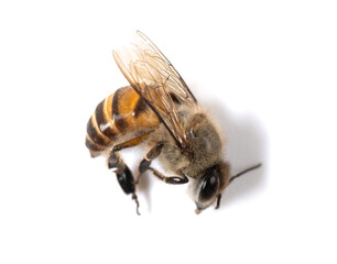 dead bee on a white background
