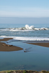 Seagull in water with surf in background at San Simeon Beach