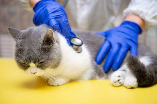 male doctor examinating a cat with stethoscope