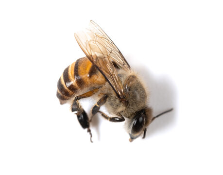 dead bee on a white background