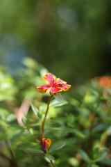 Beautiful Natural Flowers In Nature