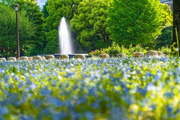 日本の春 東京千代田区日比谷公園 早朝の朝日に照らされたネモフィラ