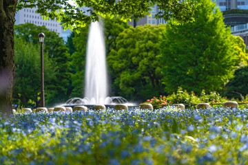 Naklejka premium 日本の春 東京千代田区日比谷公園 早朝の朝日に照らされたネモフィラ