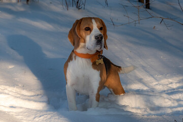 beagle dog in snow