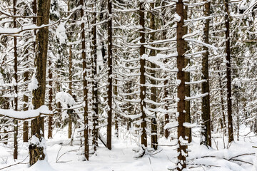 forest in winter