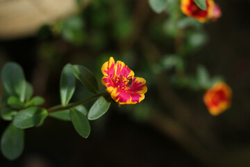 Obraz premium Beautiful Natural Flowers In Nature