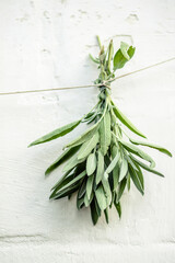 Salvia officinalis, common sage, just sage suspended for drying with an herbalist. 