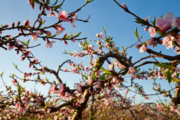 Beautiful peach blossom