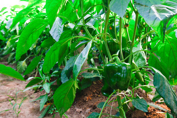 Green pepper grown in greenhouses