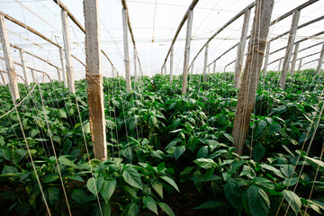 Green pepper grown in greenhouses