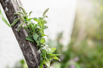bunch of fragrant herbs Mentha suaveolens, apple mint, pineapple mint, woolly mint or round-leafed mint suspended for drying with an herbalist. Preparation of medicinal herb