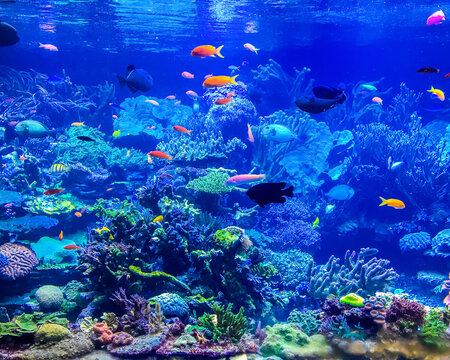 School of fish swimming in a large aquarium