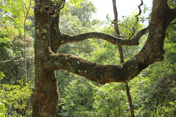 Fototapeta premium Green Leaves and branches in waving and moving in natural breeze