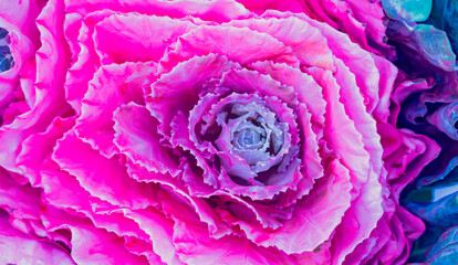 Colorful of the Ornamental Cabbage, Brussels sprouts, Collard greens or Kale growing