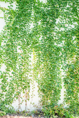 Ivy twig with small green leaves isolated on white wall