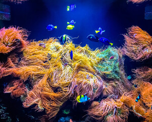 Small school of fish swimming in colorful aquarium.
