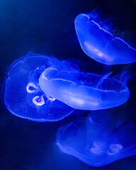Large blue jellyfish swimming in water. Aquarium close-up shot