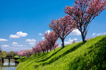 Fototapeta premium 八重桜と堤防