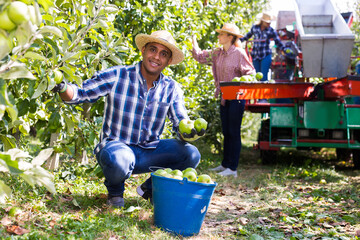 Successful male owner of citrus farm gathering harvest of ripe apples