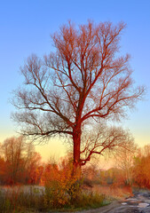 A tree in late autumn