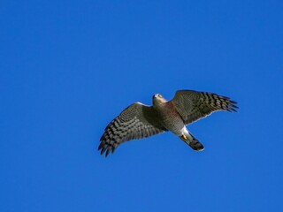 青空バックに悠然と飛ぶハイタカ オス