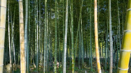 静寂に包まれた竹林の情景
