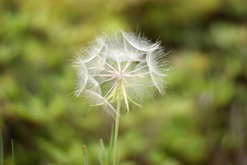 Close-up of Dandelion Beep Seed
