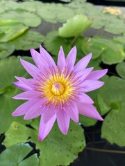 purple lotus flower in nature garden