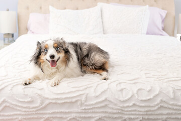 happy miniature australian shepherd dog on cozy bed