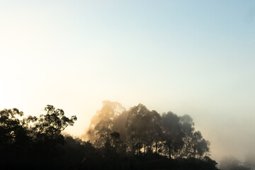 silhouette of trees in the mountains in the morning