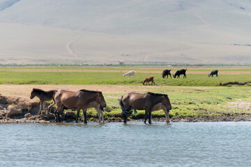 KHARKORIN, MONGOLIA - Horses on Orkhon Valley in Kharkhorin (Karakorum), Mongolia. It is part of the Orkhon Valley Cultural Landscape World Heritage Site.