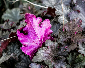 close up of purple leaf in fall