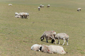 Sheeps in Kharkhorin (Karakorum), Mongolia.