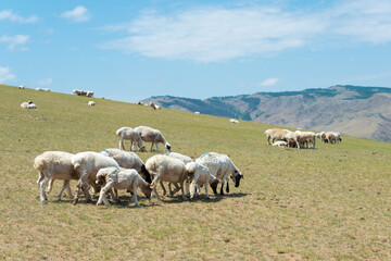 Naklejka premium Sheeps in Kharkhorin (Karakorum), Mongolia.