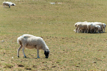Obraz na płótnie Canvas Sheeps in Kharkhorin (Karakorum), Mongolia.