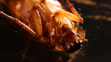 Cockroach Macro Shot