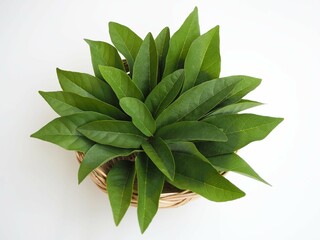 Annona leaves in wicker basket on a white background. top view photo, blurred.