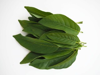Annona leaves pile on a white background. closeup photo, blurred. 