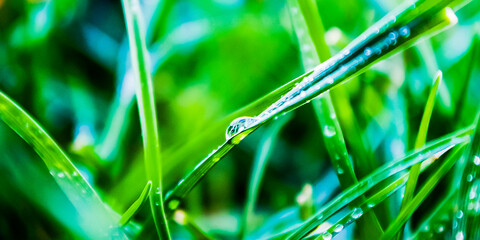 dew on grass petals in the spring