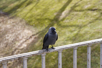 A bird perched on a bridge railing in a park.
